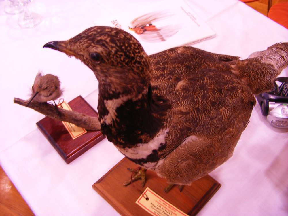 Molnár Lajos egyik madárpreparátuma
